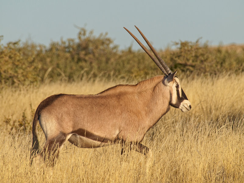 Oryx, Kalahari